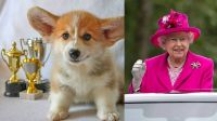 Los corgis de la familia real, los perritos de Isabel II, reciben "trato real": tienen chef y viven como reyes y reinas