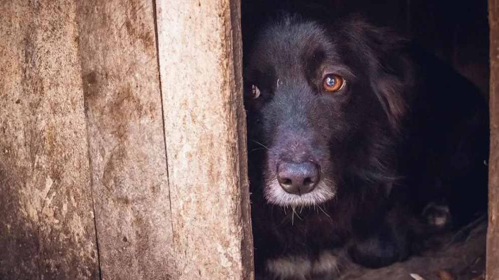 Concejo Deliberante: tratarán el proyecto que busca denunciar el maltrato animal por medio de WhatsApp