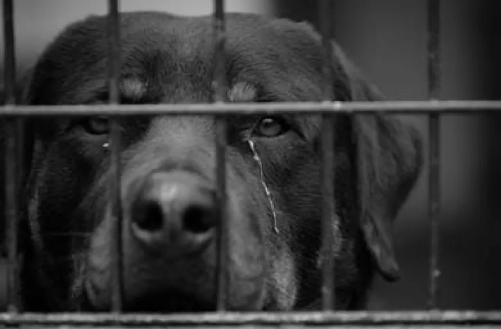 No tienen perdón: una pareja atentó contra un perrito de la forma más cruel