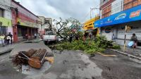 Las graves consecuencias que trajo la lluvia en Salta: árboles caídos, autos destrozados y calles inundadas