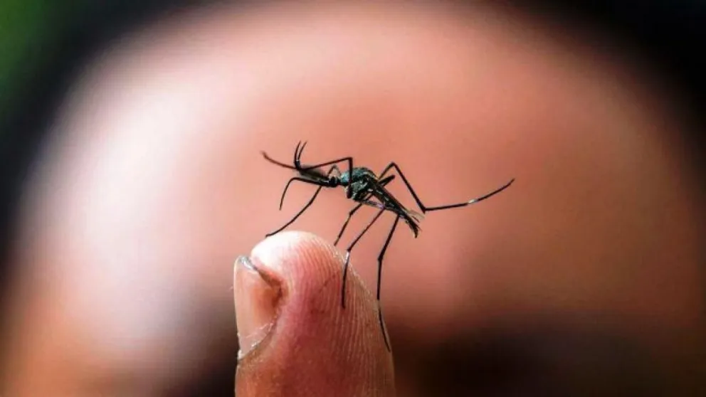 Preocupación en Salta por la libre circulación de dengue: "Ya está en Bolivia, Paraguay y Brasil"