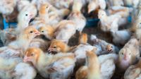 El Norte en alerta sanitaria por casos de gripe aviar en Bolivia 