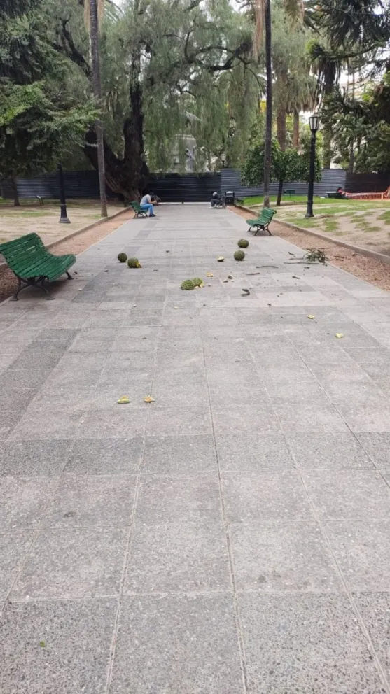Te puede partir la cabeza: el peligro de circular sobre Plaza 9 de Julio, a causa de la caída de piñas