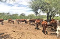  Declararán emergencia ganadera en Salta: más del 87% del ganado afectado