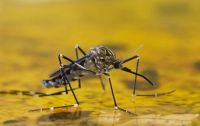 Alerta por brote de Chikungunya: detectaron nueve casos en una localidad salteña 