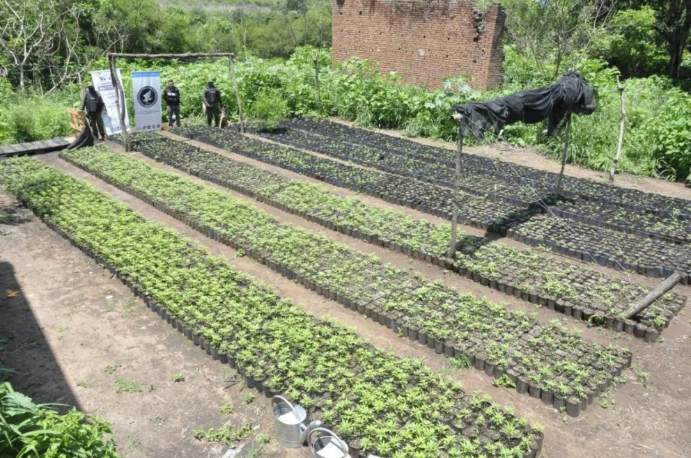 Juzgan a los cabecillas de la banda responsable de la megaplantación de marihuana en La Caldera