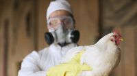 Ante los casos de gripe aviar en Bolivia, Salta se reunió con el SENASA para tomar medidas  