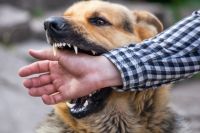 Según las estadísticas, en Salta cuatro personas por día sufren mordeduras de perros