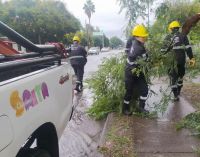 Árboles caídos y postes inclinados: las complicaciones que causó el temporal en la ciudad salteña 