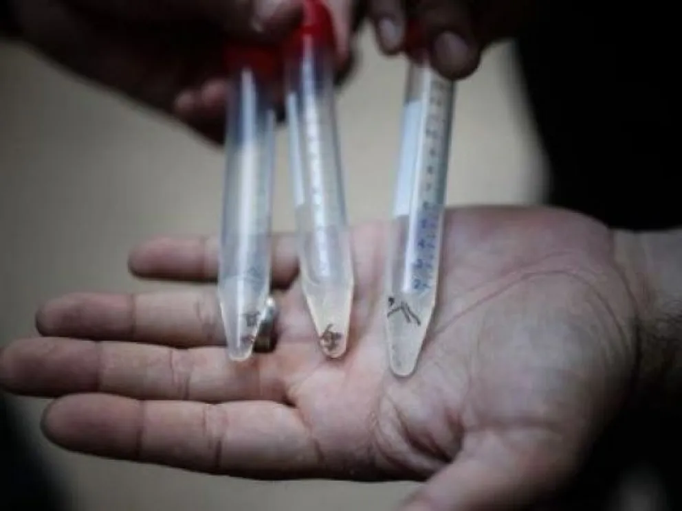 Informe epidemiológico de Salta: Confirman la circulación comunitaria de dengue en Salvador Mazza