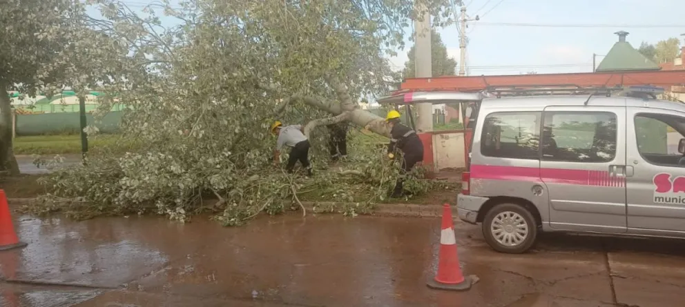 Árboles caídos y voladura de techos: los estragos que causó la tormenta de ayer en la capital salteña