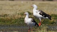 Se detectó el primer caso de gripe aviar en Argentina y declararon emergencia sanitaria 