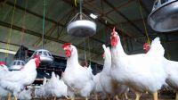 Por la gripe aviar, el SENASA prohibió el traslado, exposición y venta de aves vivas 