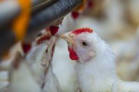 Detectaron un segundo caso de gripe aviar en Argentina y aumentaron las alertas 