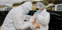Salta entre las primeras provincias con gripe aviar: crece la alerta y las medidas de control  