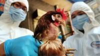 Organismos salteños trabajan para controlar la propagación de la gripe aviar