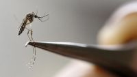 Advierten posible circulación comunitaria de dengue en la ciudad de Salta  
