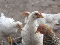 Dos posibles casos más de gripe aviar en Salta: analizan crear un fondo para los productores     