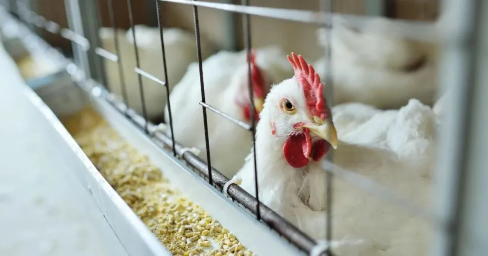 Gripe aviar: SENASA aclaró que no hay peligro con el consumo de huevos y carne de pollo