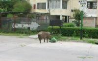Se alimentan de basura: chanchos suelos por las calles del barrio Castañares 