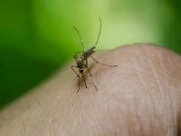 En lo que va del año, Salta registró 156 casos de dengue 