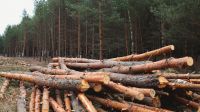 Salta: hay gran preocupación por la tala de árboles dentro de un área protegida 