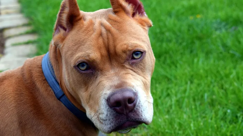 Una mujer de 67 años murió tras ser atacada por un pitbull que había rescatado