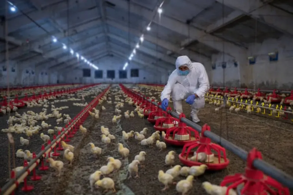 Gripe aviar: por el freno de las exportaciones, señalan que habrá sobreoferta de pollo     