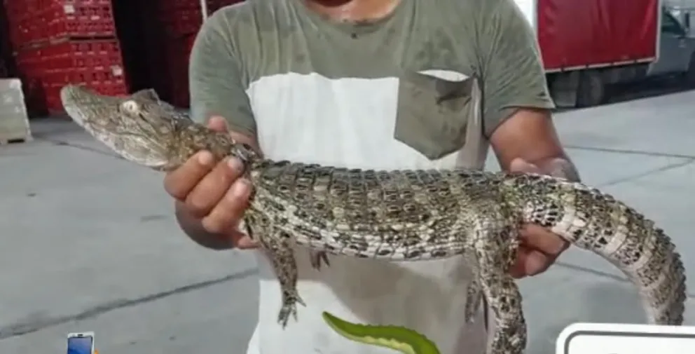 Animal silvestre aparece en Colonia Santa Rosa