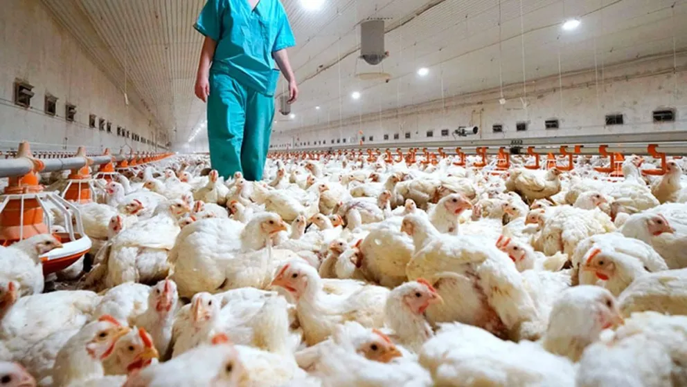 Gripe Aviar en Salta: las exportaciones de pollos son realizadas con normalidad