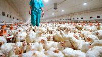 Gripe Aviar en Salta: las exportaciones de pollos son realizadas con normalidad
