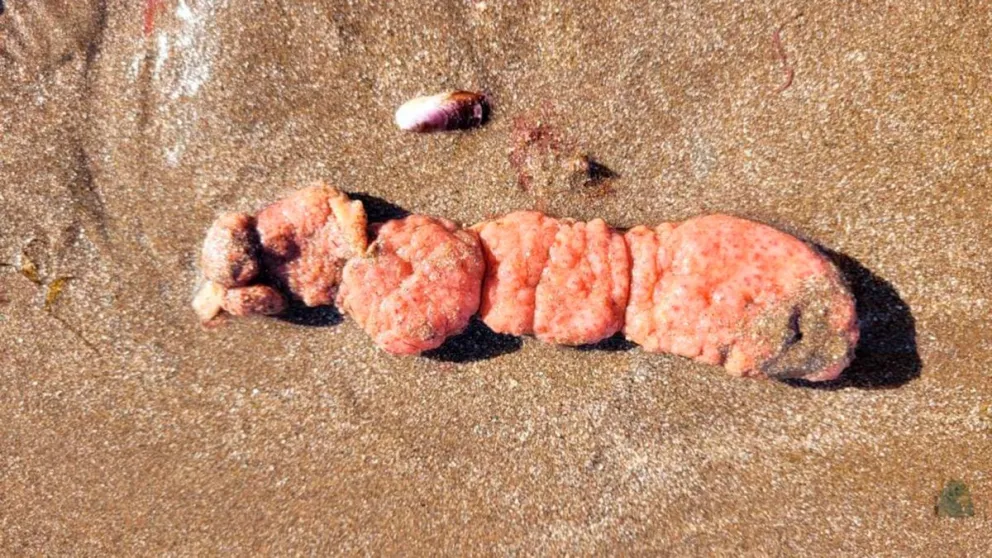 Extraños organismos aparecieron en las playas de Mar de Plata y las autoridades recomiendan no tocarlos