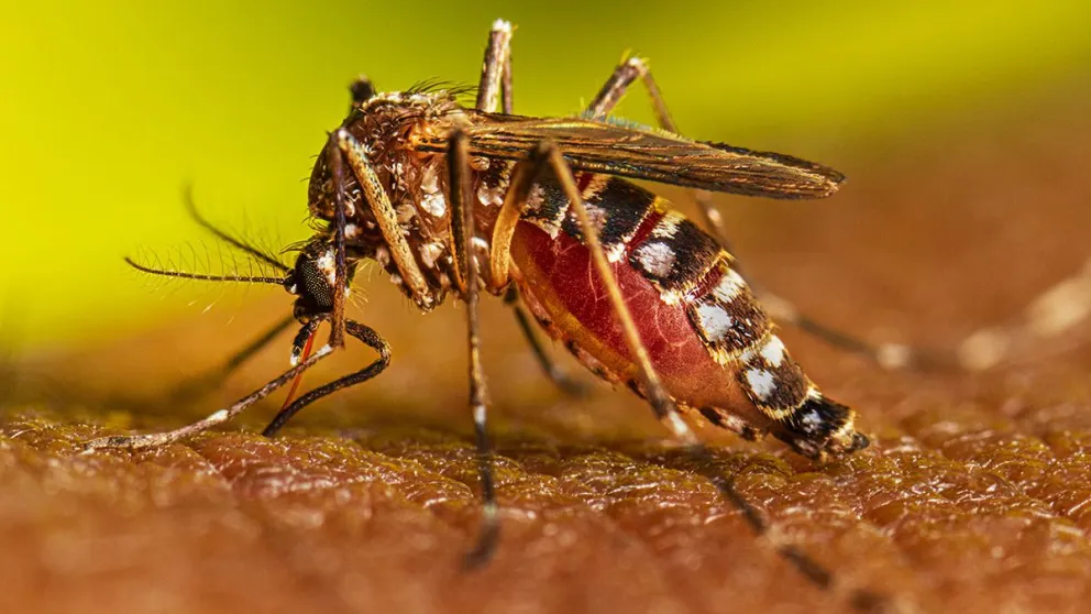 Alerta: dengue en Pichanal
