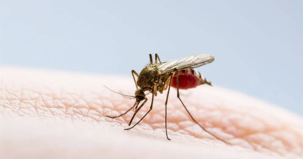 Alerta máxima por dengue en General Güemes, se estiman unos 1.200 infectados