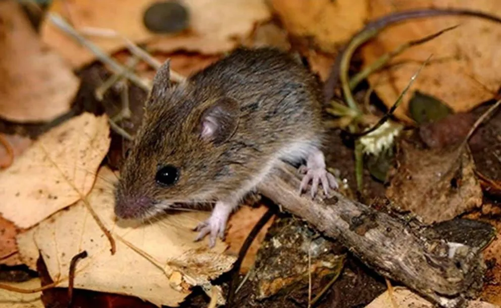 Alerta en Tartagal: fallece un hombre por hantavirus y ya suman 15 los casos en la provincia