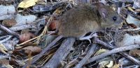 Las ratas invadieron a Villa Soledad: vecinos aseguran que aparecieron tras una pérdida de agua en la zona 