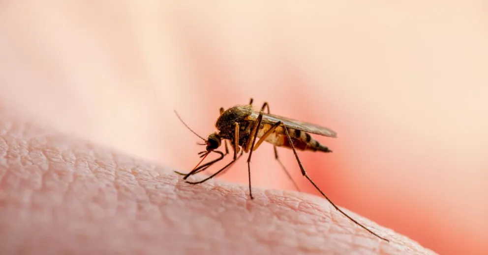 Dengue al acecho: fallecieron tres personas y aumentaron los casos en Tucumán