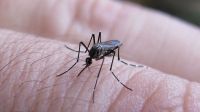 Se confirmaron 215 nuevos casos de dengue en la provincia