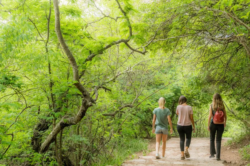 Concejales buscan un plan de reforestación para el cerro San Bernardo