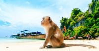 Monos intentaron atacar a un menor en Tailandia  