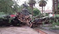 Pudo ser trágico: un árbol enorme se cayó en la Plaza 9 de Julio