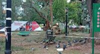 Plaza 9 de Julio: se cayó un enorme árbol, vecinos esperan una pronta respuesta