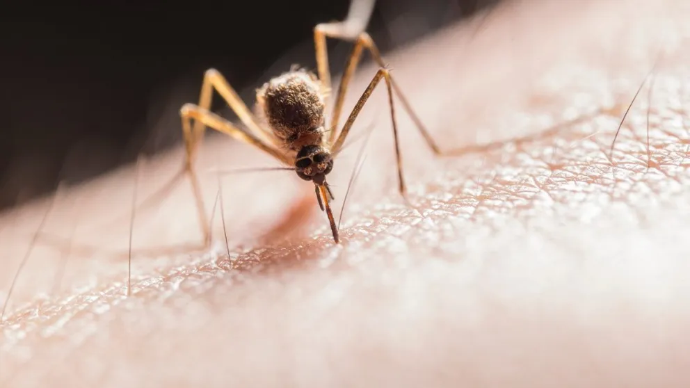 Nuevo incremento de dengue: durante la última semana se registraron un total de 688 casos nuevos en Salta