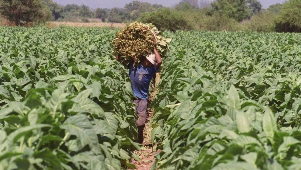 Productores tabacaleros preocupados por la eliminación del impuesto mínimo