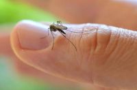 Gran preocupación en el país: se registraron 39 muertes por dengue