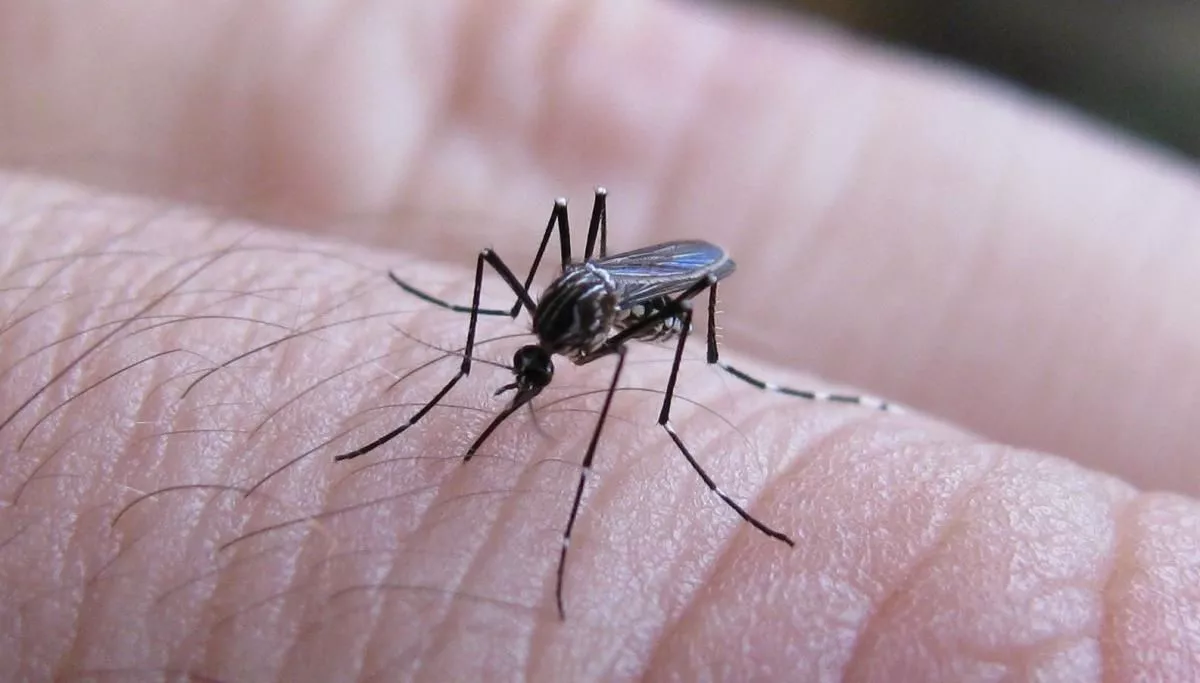 Dengue en Salta medidas de prevención 