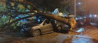 Un árbol de gran porte cayó sobre una camioneta