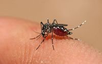 La OMS se pronunció sobre el dengue y su relación con los cambios climáticos