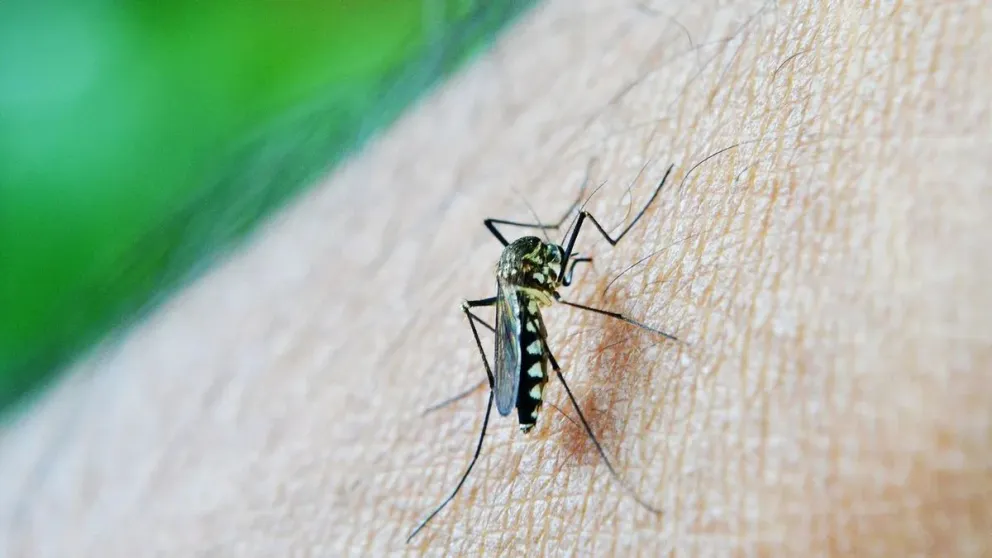 Orgullo: los alumnos de un colegio salteño desarrollaron un repelente de mosquitos para evitar el dengue