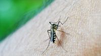 Orgullo: los alumnos de un colegio salteño desarrollaron un repelente de mosquitos para evitar el dengue